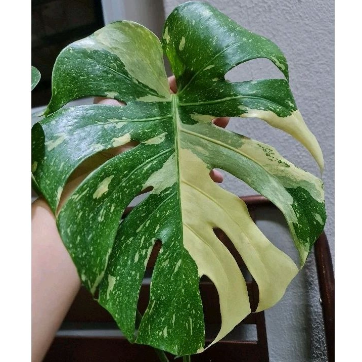 📣📣Free Shipping🚚 Monstera Thai Constellation Selected High Variegation ...