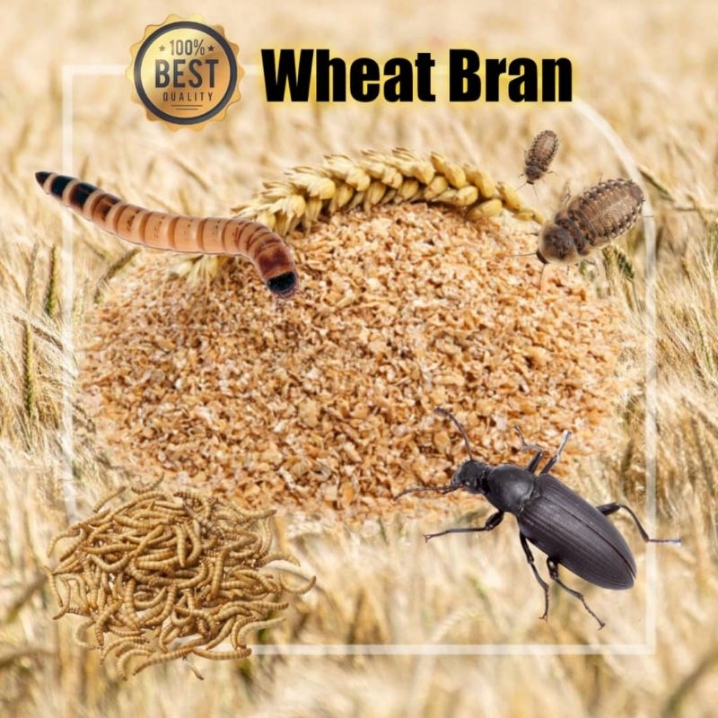 [Ready Stock] Dedak Gandum / Wheat Bran for Superworms Mealworms