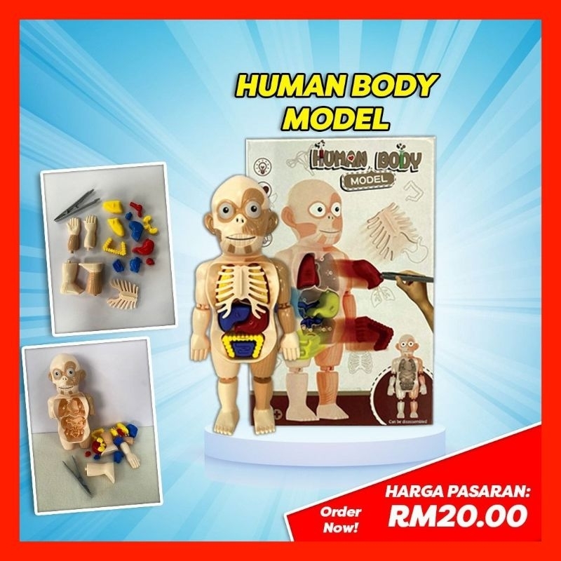 Human Body With Organs Anatomy Learning Toy | Human Body Model Puzzle ...