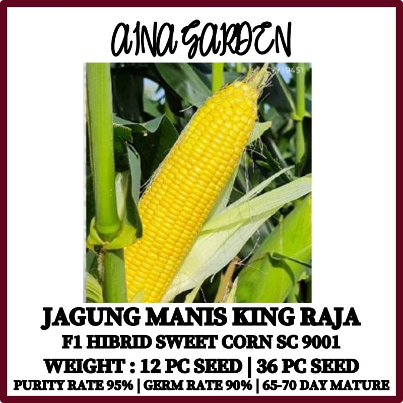 HSK [12pc/36pc] JAGUNG MANIS KING RAJA F1 HIBRID SWEET CORN SC 9001 ...