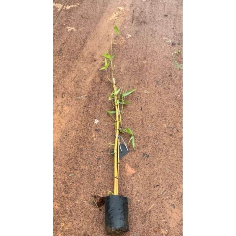 Pokok buluh pagar kuning | Shopee Malaysia