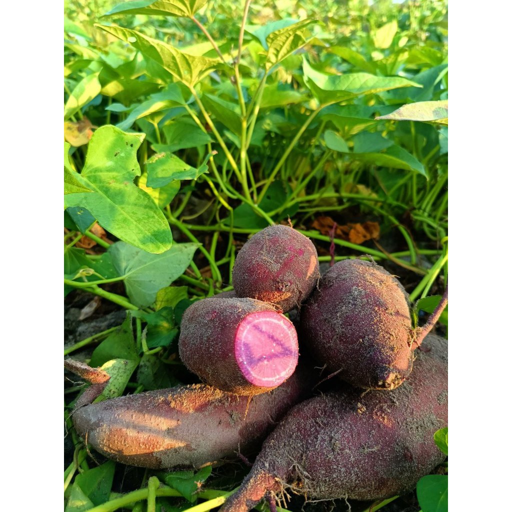 Ubi Keledek Purple Fresh Dari Ladang +-1kg | Shopee Malaysia