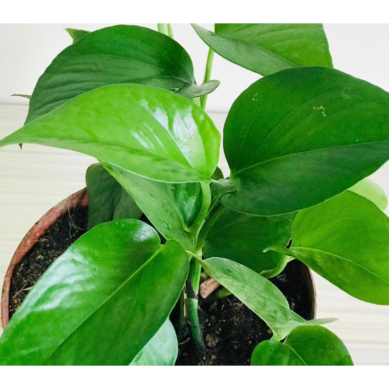 money plant full green / pokok duit - duit @ sireh cina hijau full ...