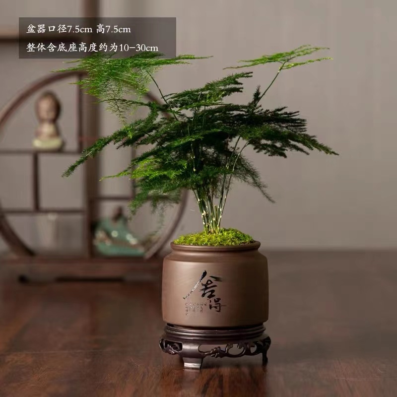 BMC Bonsai Asparagus Fern fox tail indoor Asparagus Setaceus Asparagus  Setaceus dwarf Retrofractus/B1001 | Shopee Malaysia
