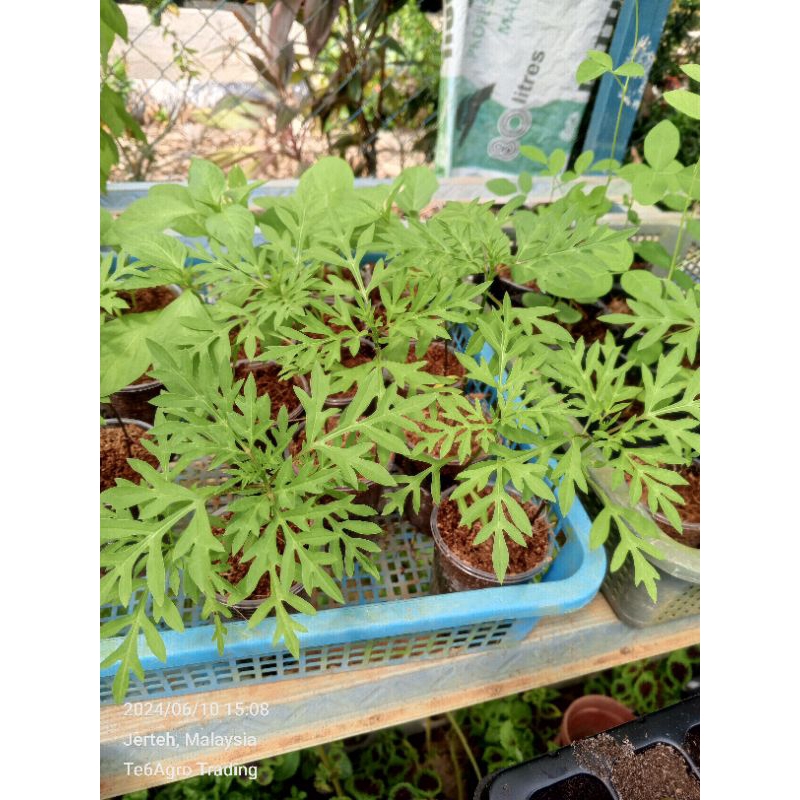 Anak pokok ulam raja dalam cawan | Shopee Malaysia