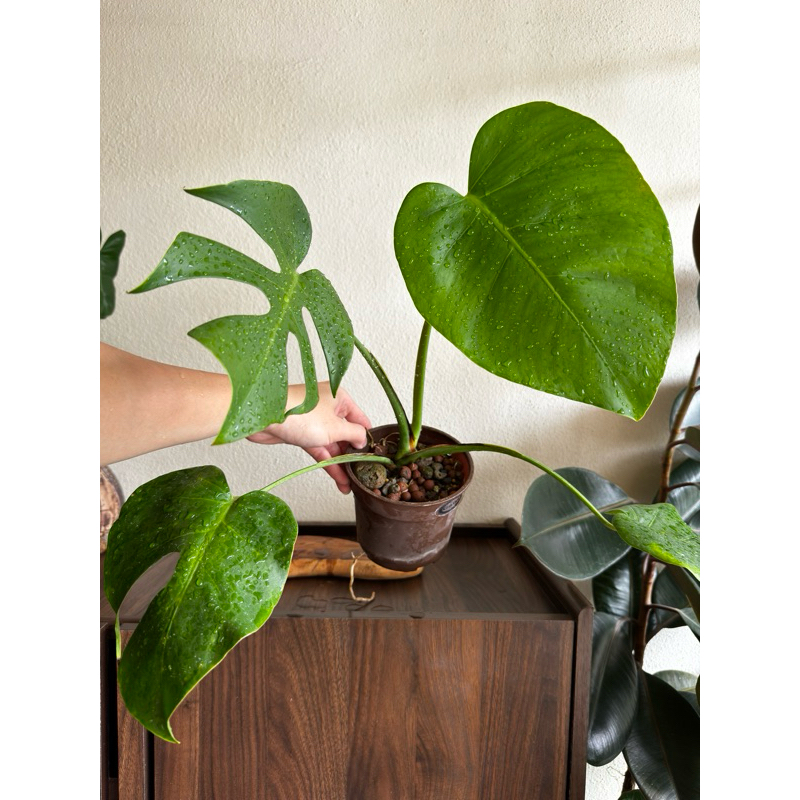 pictures of philodendron plants Philodendron Heart Leaf in Trellis, Live Sweetheart Plant main image 1