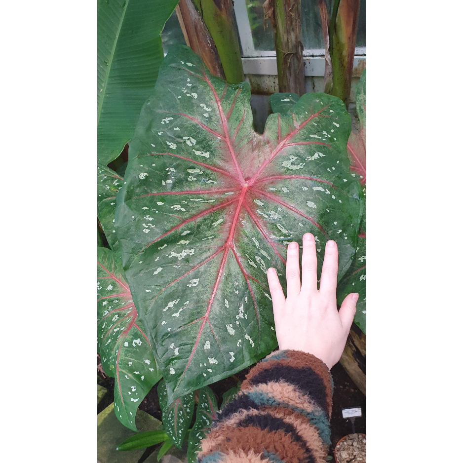 Wonderful Huge Giant Caladium Seed Benih Biji Besar Keladi - 5 Seed ...