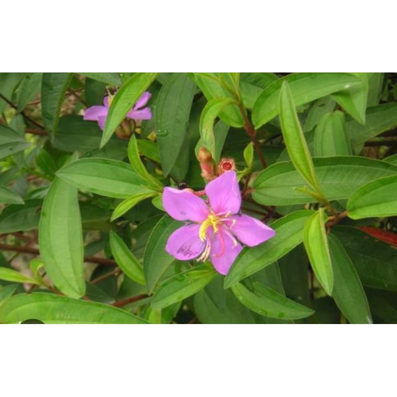 DAUN / POKOK SENDUDUK PURPLE / SENDUDUK BULU SEGAR | Shopee Malaysia