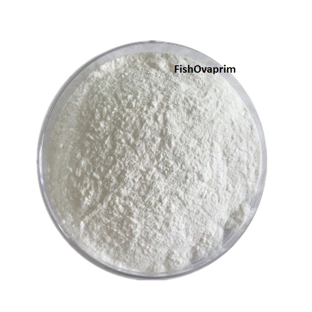 Pure Praziquantel Fish Medicine for Ornamental Fish | Shopee Malaysia