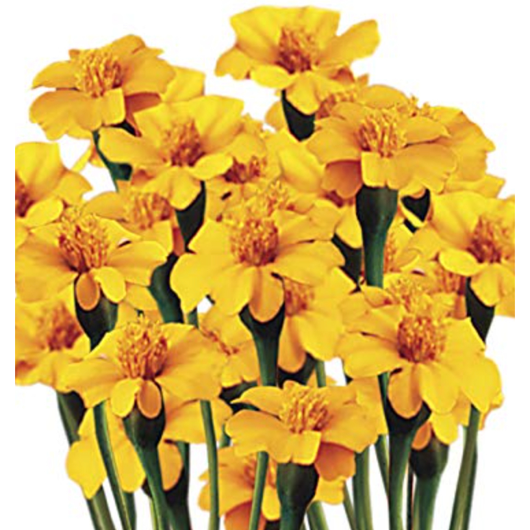 Biji Benih Bunga Tahi Ayam Golden Guardian Marigold Flower Seed - 5 ...
