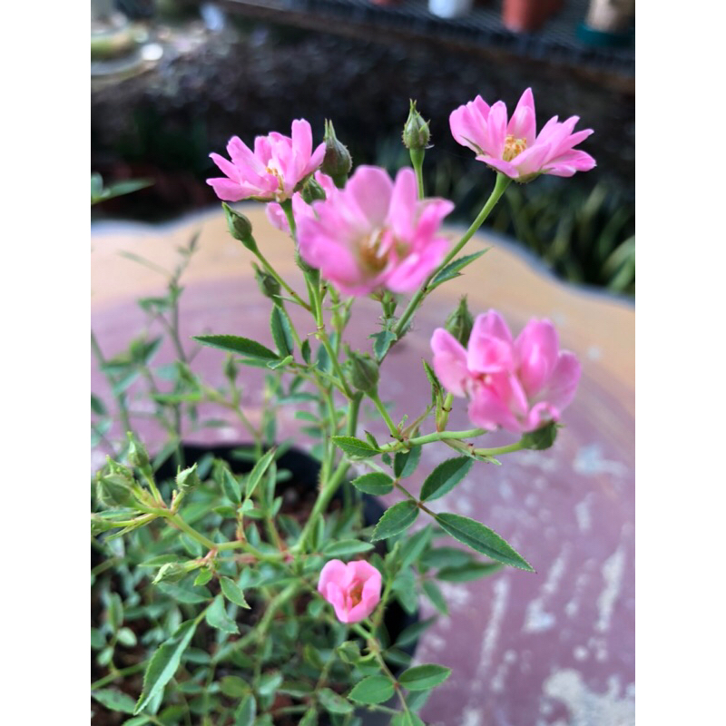 【LSG】Hohoemi Mini Rose 迷尼小玫瑰🌹live plant| Anak pokok tahan panas ...