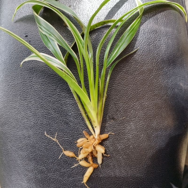 Pokok Lidah Ayam ada Rizom Herba Ubat Hidup Plant Cure Live Plants ...