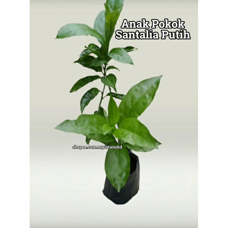 Pokok Sedap Malam/Santalia/Pokok Lagenda**keratan batang@anak pokok ...