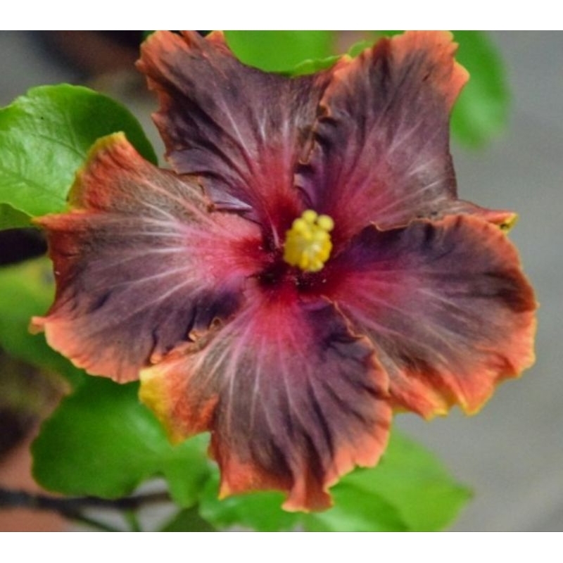 PART 1/6 : Pokok Bunga Raya Hibrid Hybrid / Hibiscus Gator Magic ...