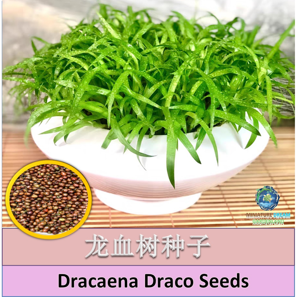 【Ready Stock/现货】Dracaena Draco Seeds 龙血树种子 | Shopee Malaysia