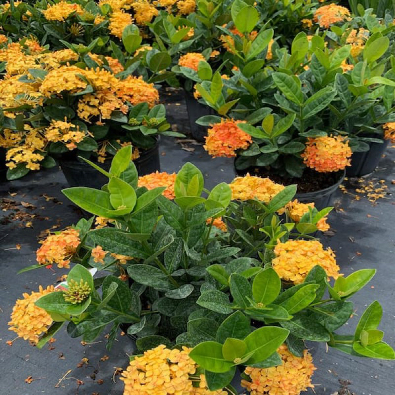 Bunga Ixora Kuning yellow ixora | Shopee Malaysia