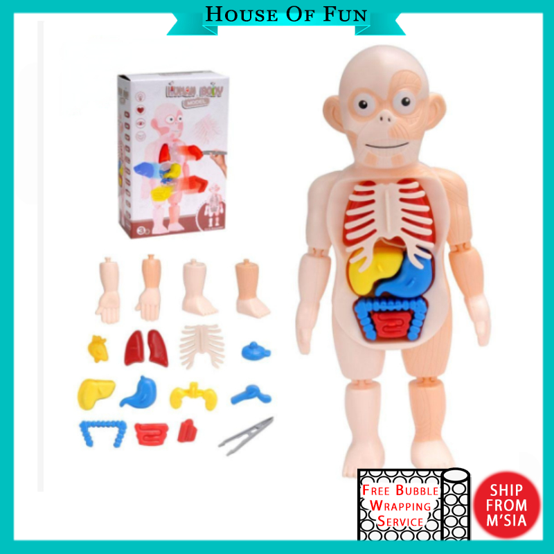 Developmental Toy Plastic DIY Human Body Model Human Organ Model 3D ...