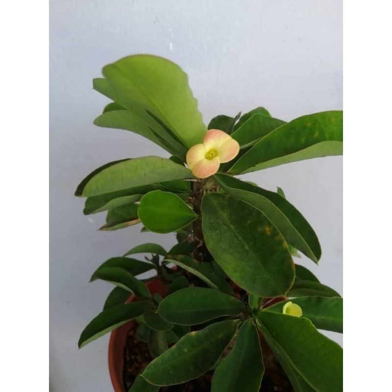 Pokok Mahkota Duri/ Euphorbia Milli | Shopee Malaysia