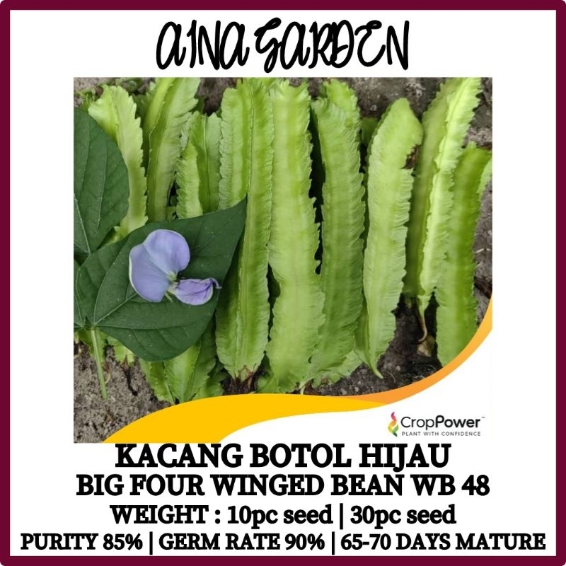 Hsk 10pc30pc Big Four Winged Bean Wb 48 Kacang Botol Kacang Kelisa Botor Kecipir Goa 1300