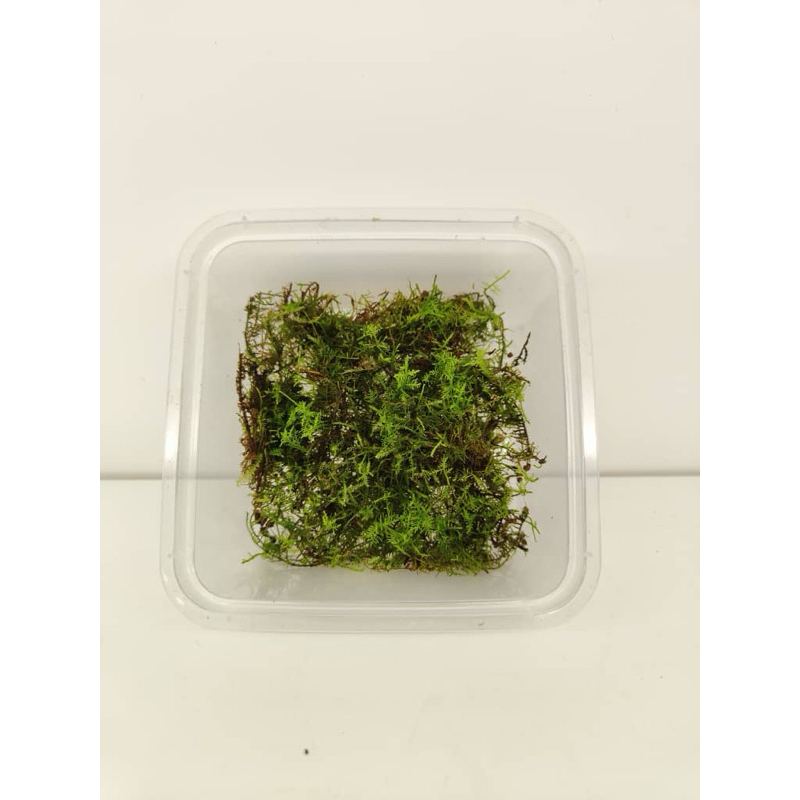 NMS / Thuidium Cymbifolium Moss (7cm x 7cm Tupperware) / Terrarium