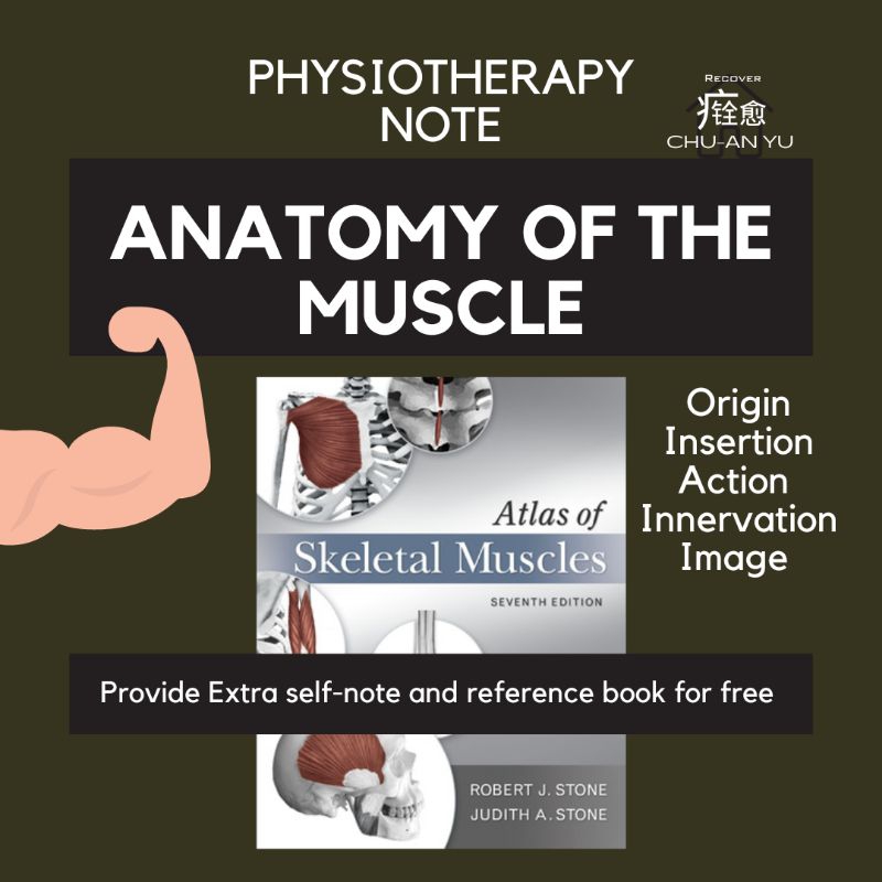 Physiotherapy Note: Anatomy of the muscle (Atlas of Skeleton Muscle ...