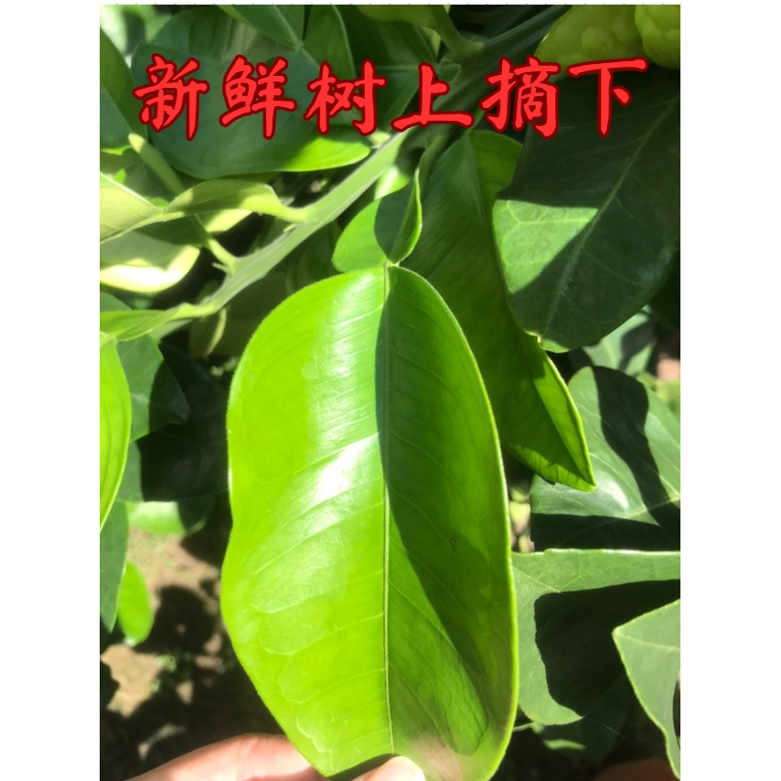 Fresh natural pomelo leaf/ Daun pomelo Segar 新鲜柚子叶 Shopee Malaysia