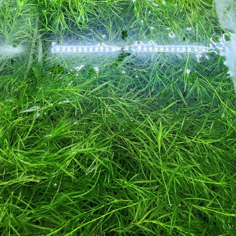 500G ADA Sand Soil Aquarium Fish Tank Water Grass Mud Aquarium