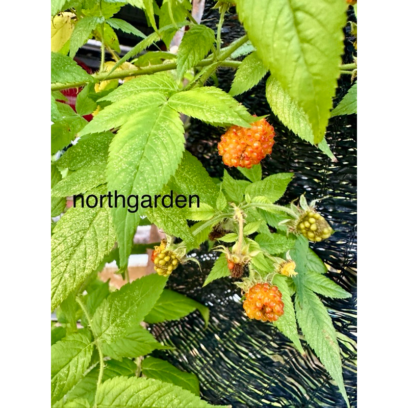 Anak pokok raspberry, native raspberry oren | Shopee Malaysia