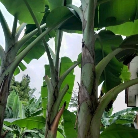 Anak Pisang Rastali [monster]rare species,cepat berbuah.Anak pokok ...