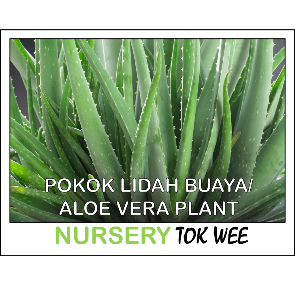 POKOK LIDAH BUAYA/ALOE VERA PLANT | Shopee Malaysia