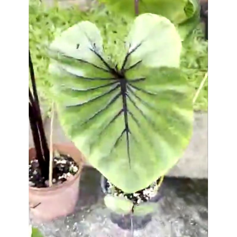 Keladi Viral Keladi Colocasia Keladi Phroah Mask Topeng Shopee Malaysia