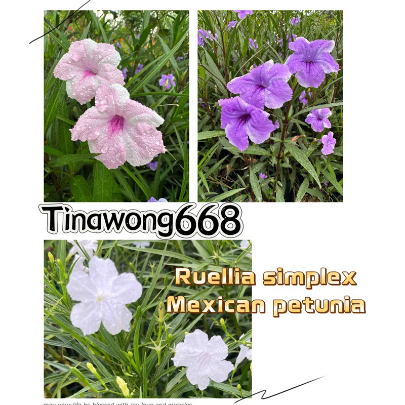 【TW668】 Ruellia simplex| mexican petunia pokok hidup outdoor | purple ...