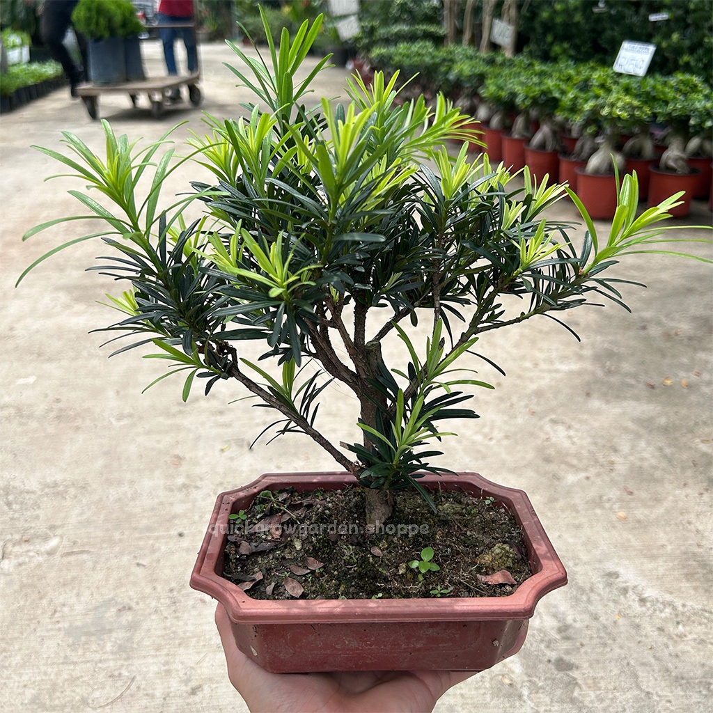 Pokok Bonsai Podocarpus Macrophyllus 小罗汉松 - Pokok Bonsai Hidup | Shopee ...