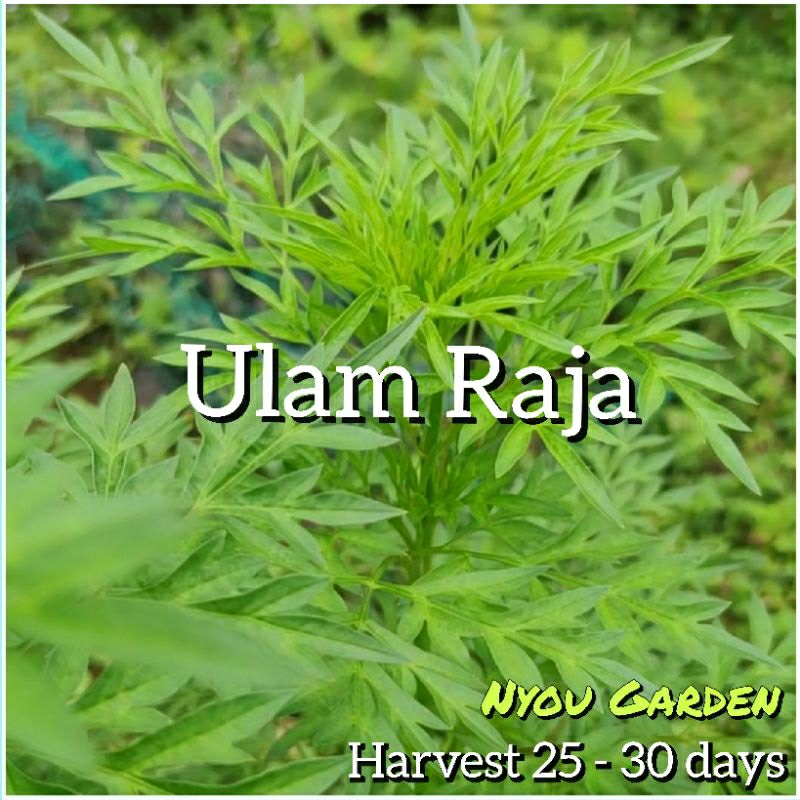 Biji benih Ulam Raja | Shopee Malaysia