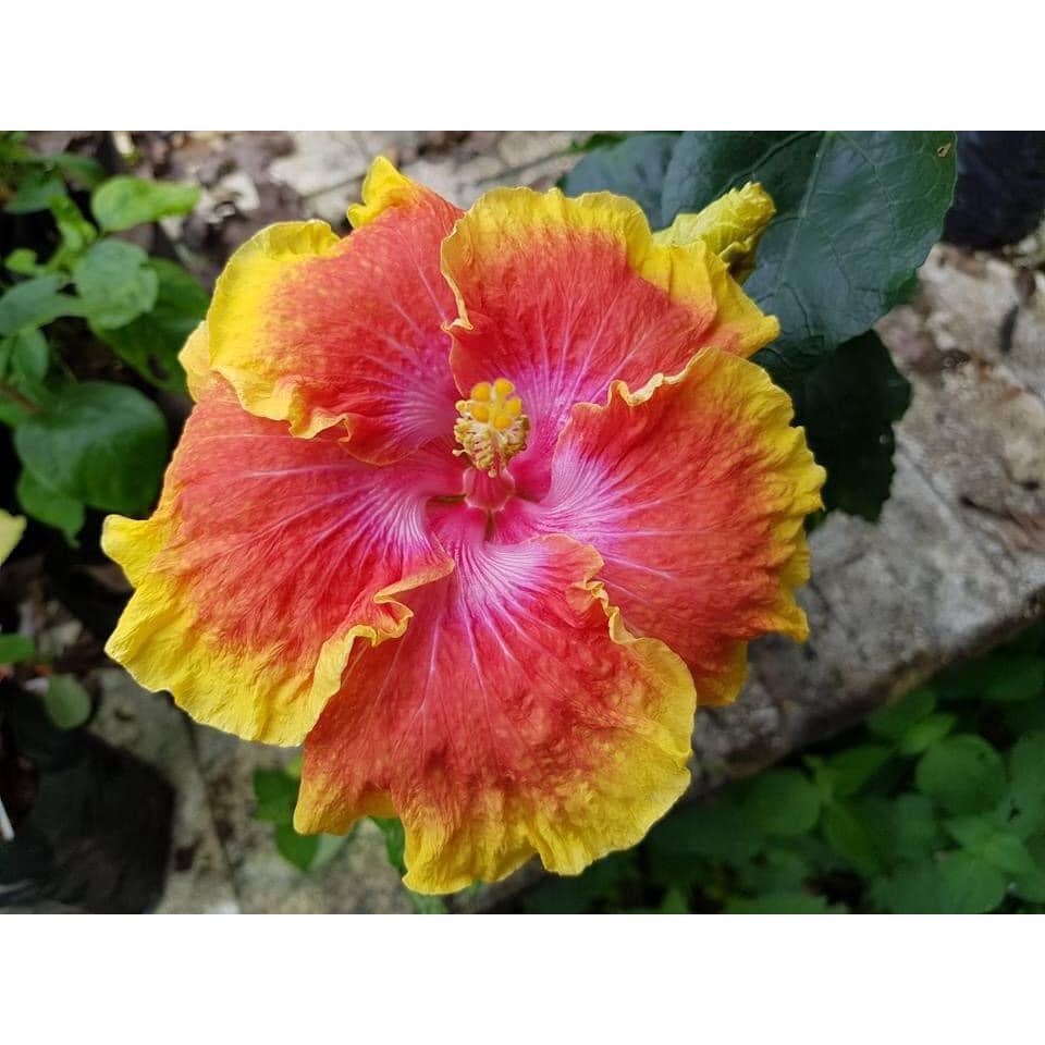 Anak Pokok Bunga Raya/Hibiscus Hibrid/Hybrid Impot Season 2 | Shopee ...