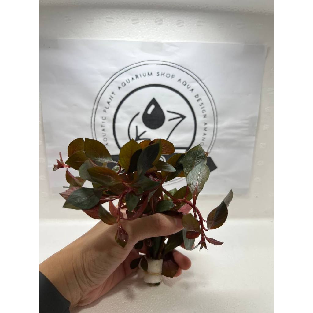 Ludwigia repens 'Diamond red' -Emerge aquascape/lowtech plants ...