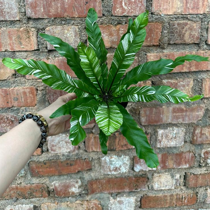 NMS / Asplenium Variegated Fern / Fern / Fresh Plant / 80mm&120mm Live ...