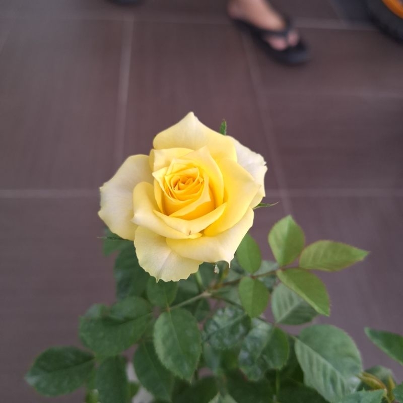 SNT / Rose Kampung warna kuning / tahan panas / tahan hujan | Shopee ...