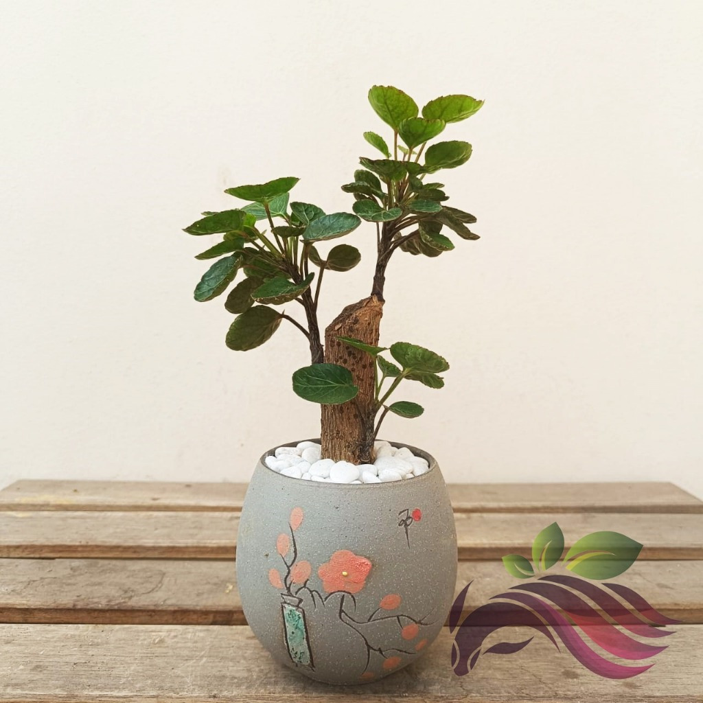 Indoor Plant] Real Live Polyscias Fabian with Bonsai Pot (4 Colors to  choose) by LS GROUP | Shopee Malaysia