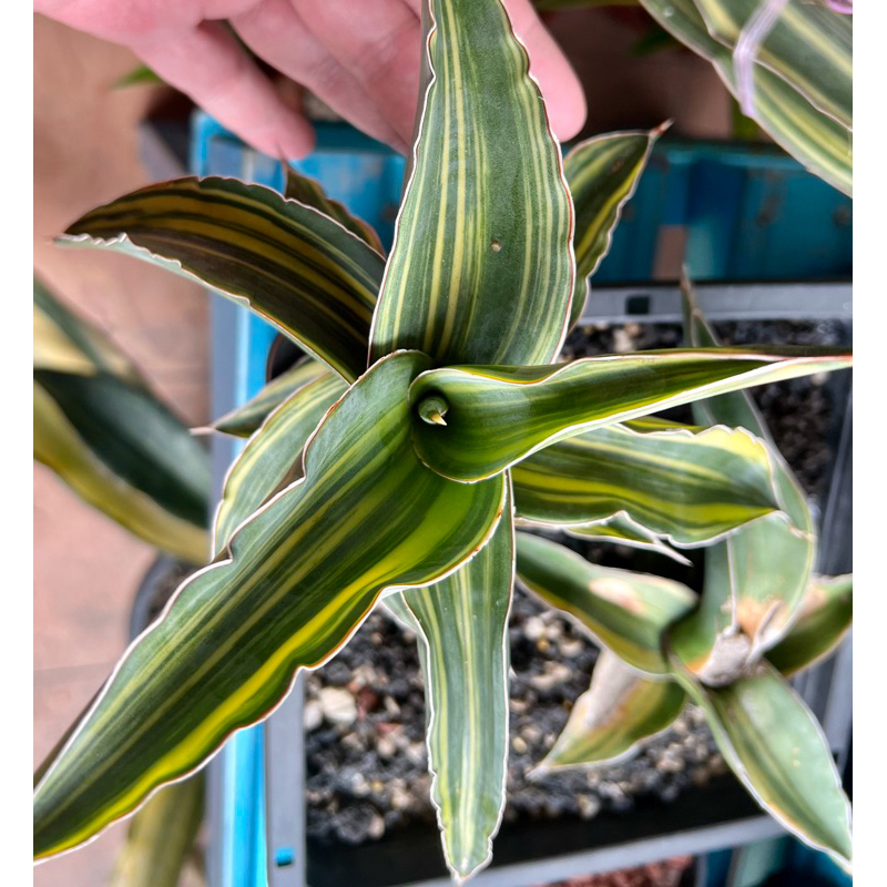 Variegated Sansevieria store Kismayo