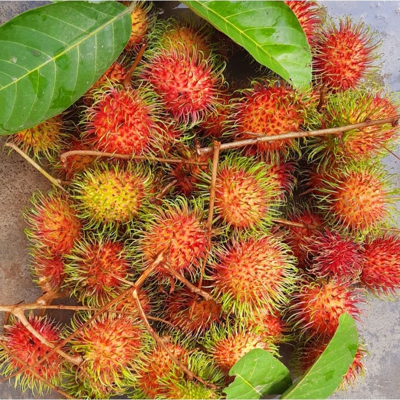 Rambutan Madu Kampung 1kg | Shopee Malaysia