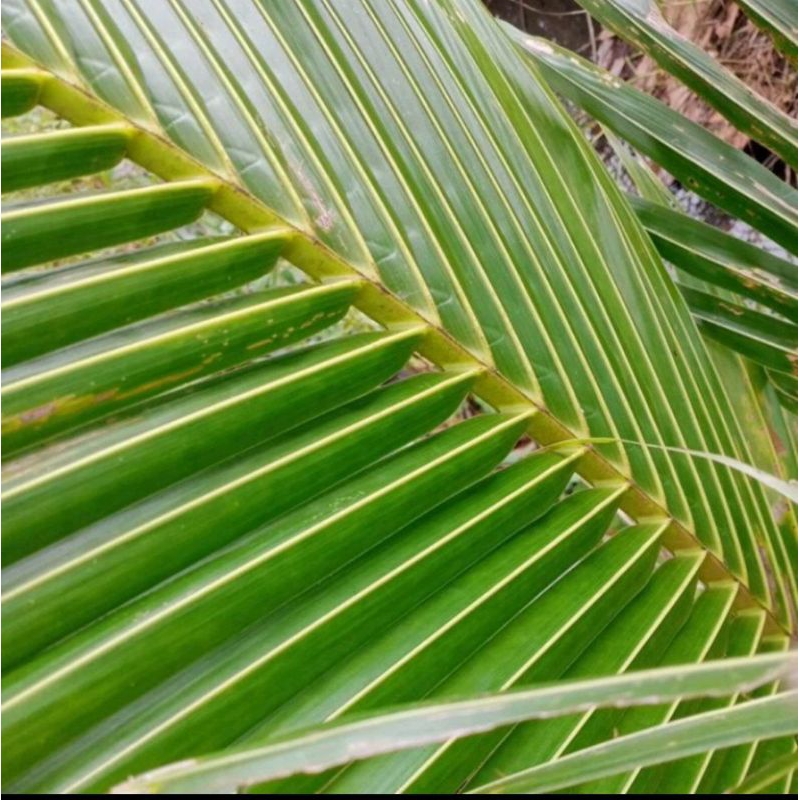 Daun Kelapa Hijau.10 helai. | Shopee Malaysia