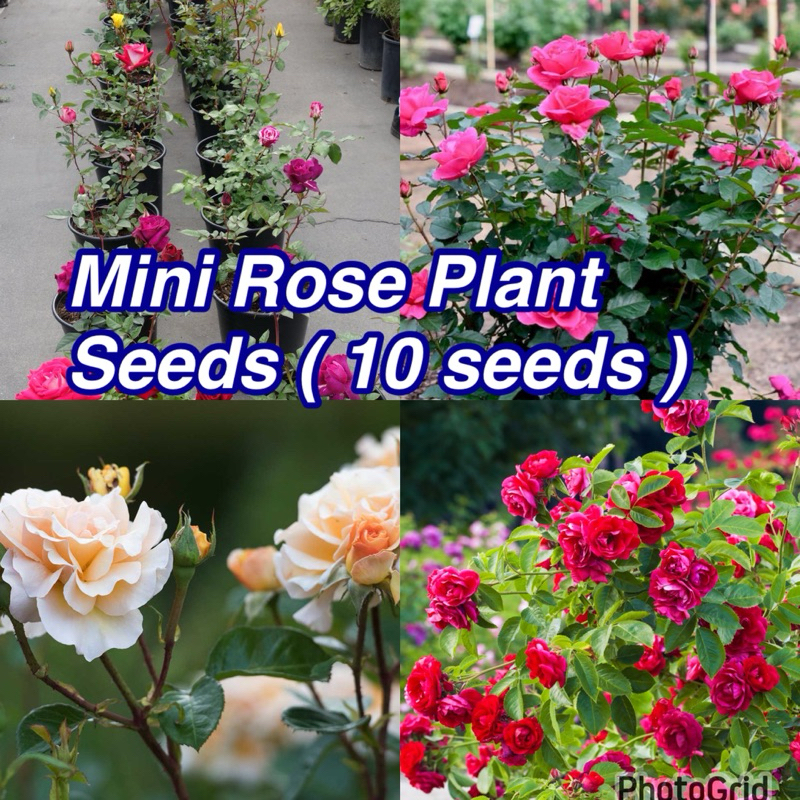 Bunga Rose Mini ( Biji benih ) Pokok Bunga Ros Bunga Mini | Shopee Malaysia