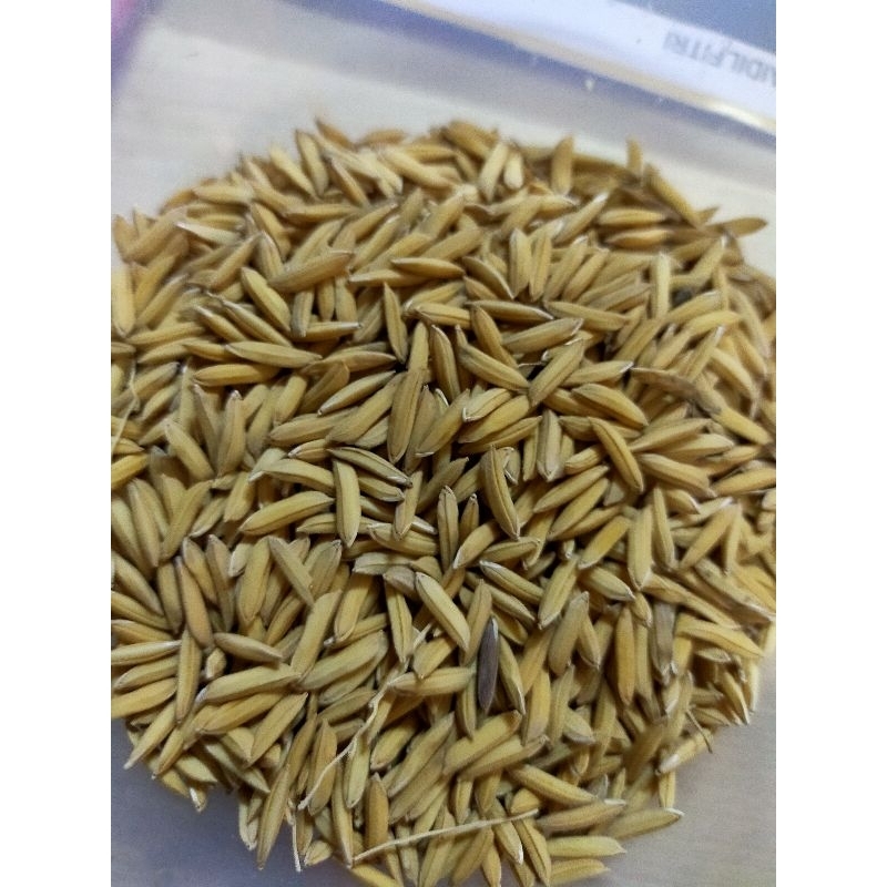 biji Benih Padi Pulut Berkualiti (50grm)/ Emping padi pulut / glutinous ...