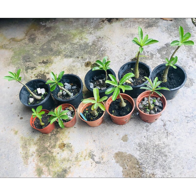 Baby Adeneium Mix (Tumbuh dari biji benih Adenium Taiwan) | Shopee Malaysia
