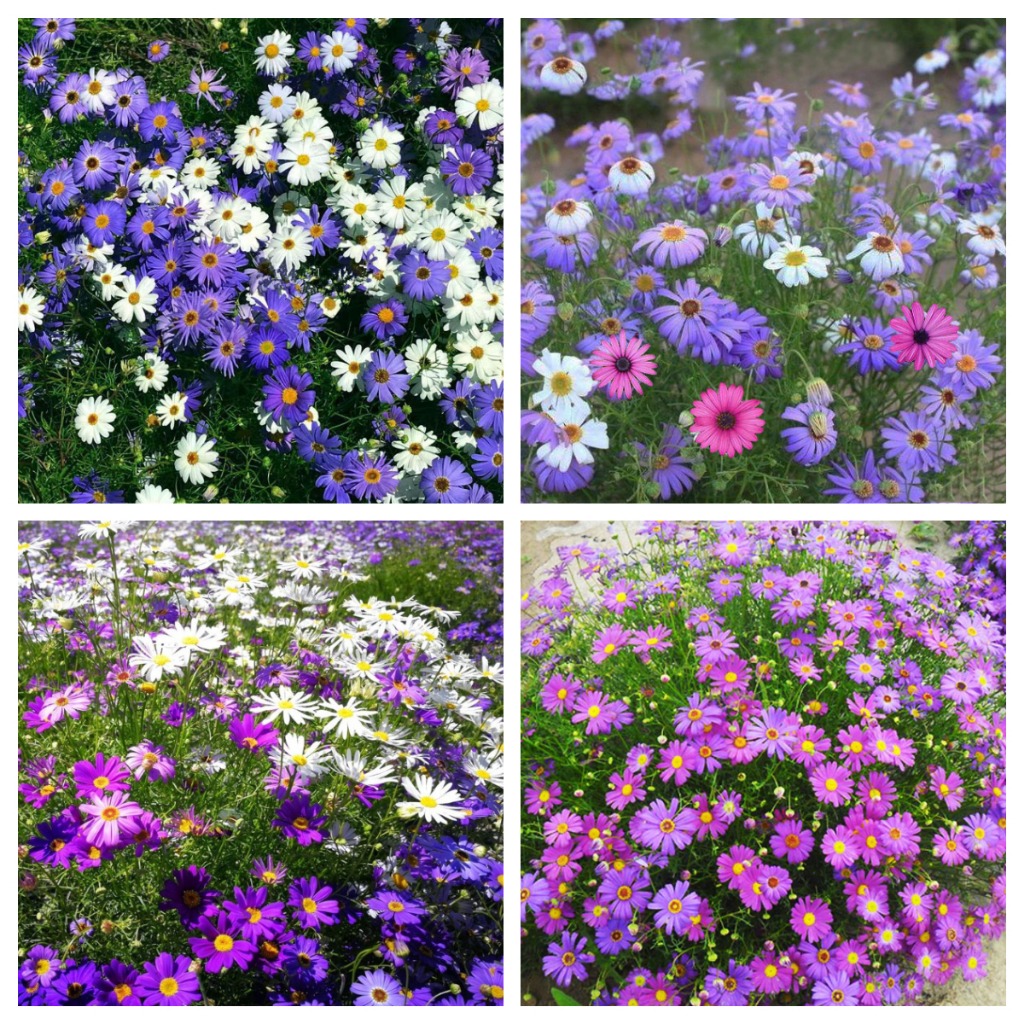 F37 Benih Bunga Chrysanthemum Campur 5 warna/Chrysanthemum Flower Seeds ...