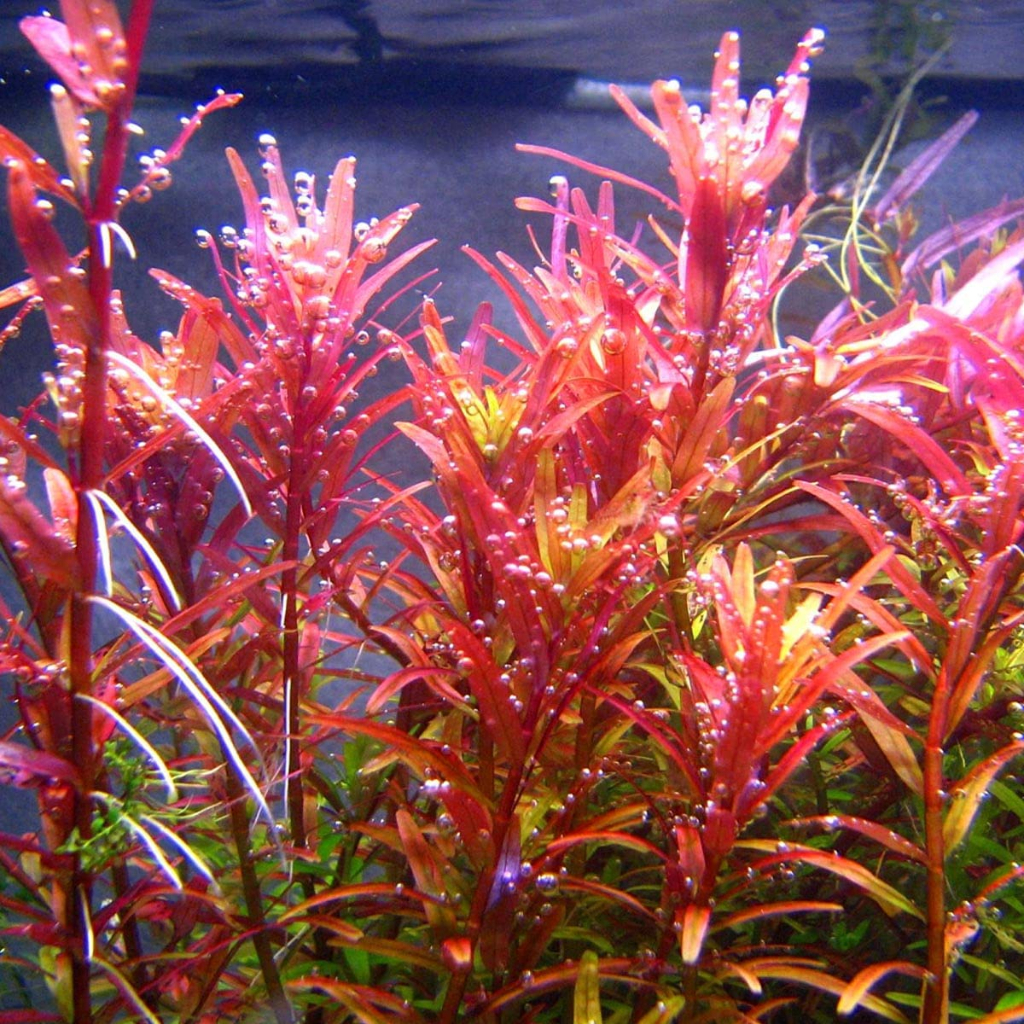 [Emerged] Rotala Rotundifolia Red , Rotala Red 红宫廷 | Shopee Malaysia