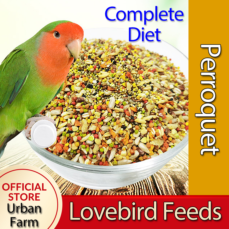 Perroquet Parrot Food Cockatiel Lovebird Conure Green Cheek Fruit