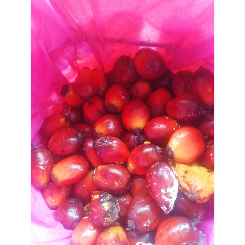 buah sawit peram umpan ikan kelah | Shopee Malaysia