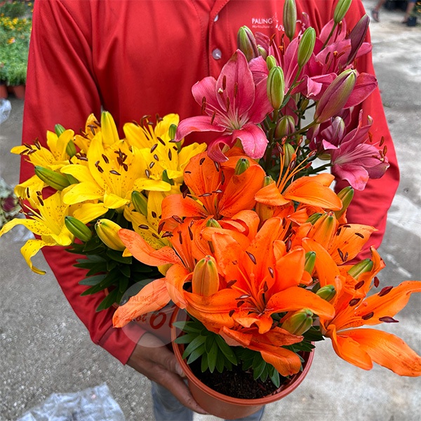 [Paling Horticulture Sdn Bhd] Goldenrayed lily l Asiatic lilies l 百合 l